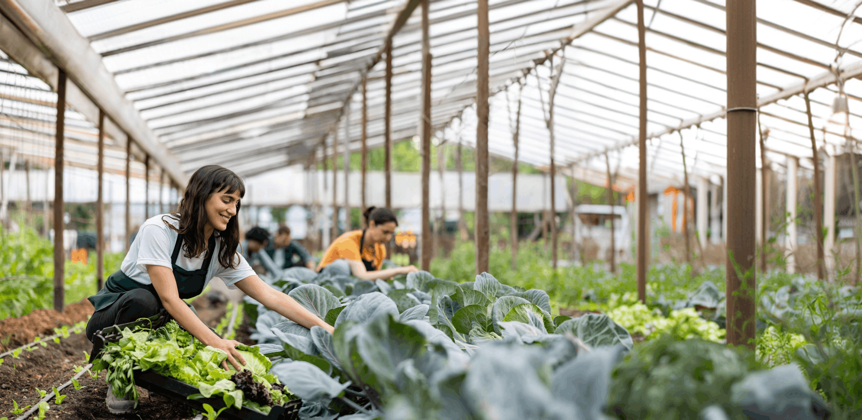 Le projet coopératif